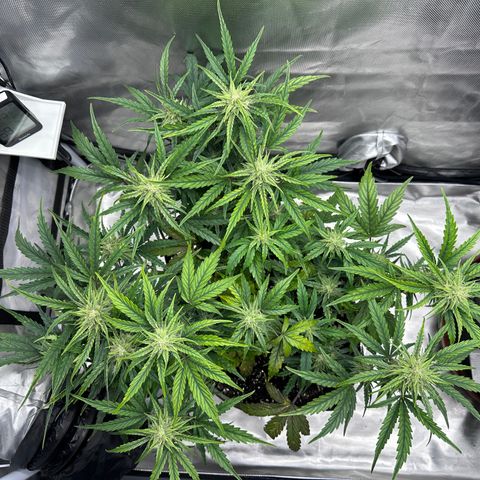 T2-SW growlog photo: D50