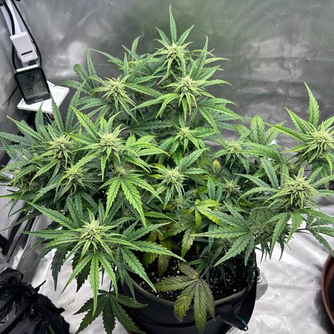 T2-SW growlog photo: D50