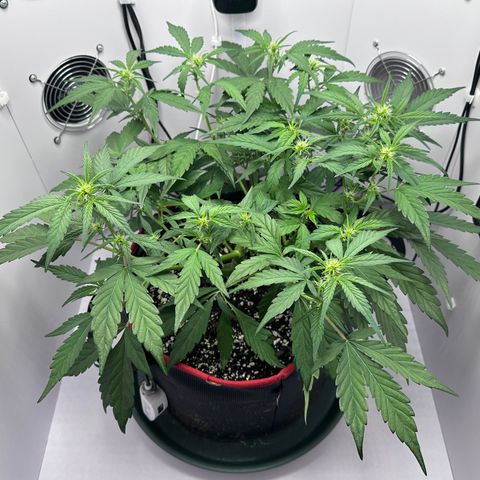A-GC growlog photo: D36