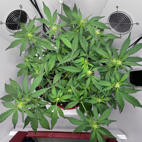 A-GC growlog photo: D36