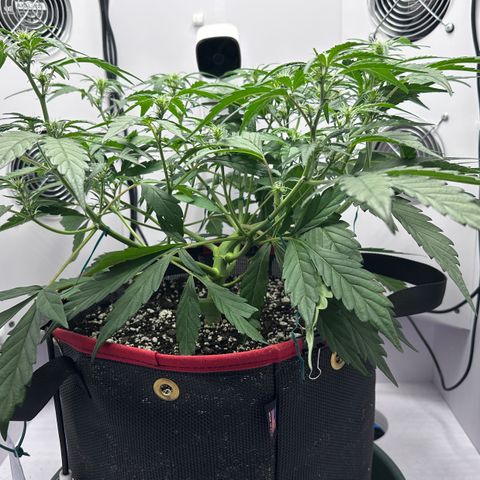 A-GC growlog photo: D36