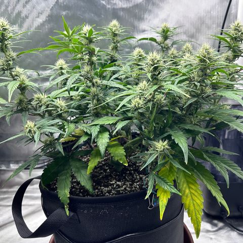 T3-DG growlog photo: D50