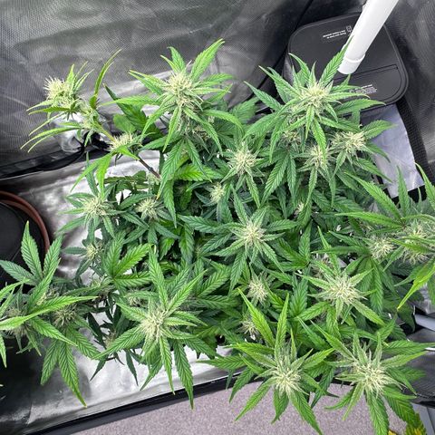 T3-DG growlog photo: D50