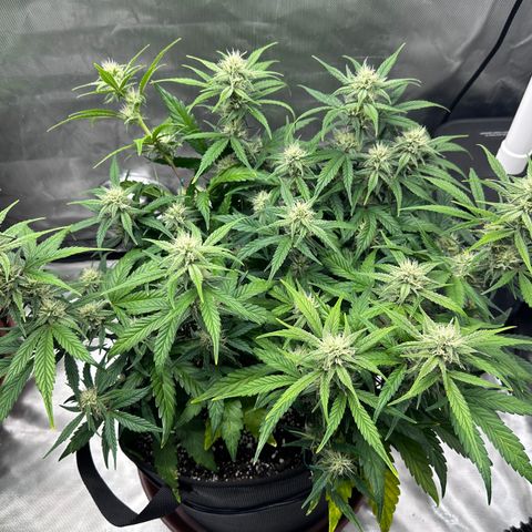 T3-DG growlog photo: D50