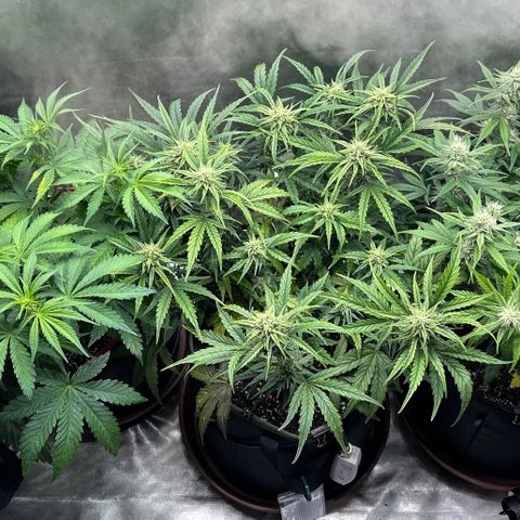 T2-SW growlog timeline photo