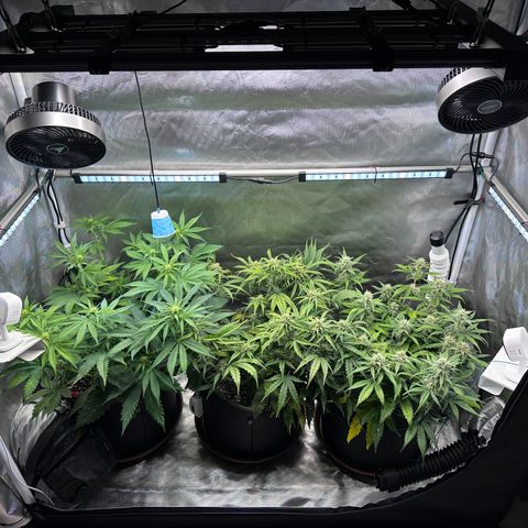 T2-SW growlog timeline photo