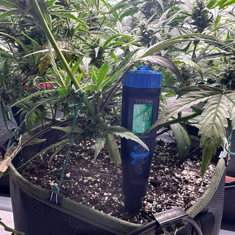 T2-SW growlog timeline photo