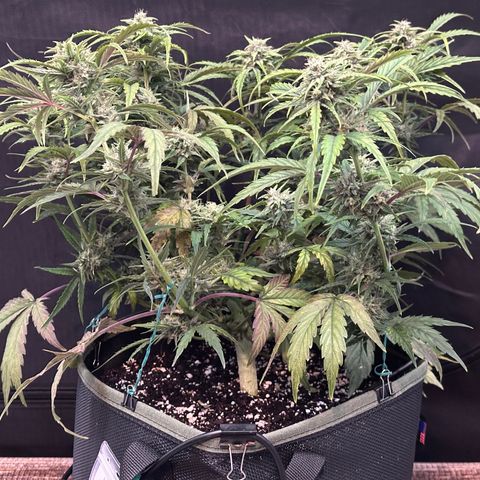 T2-SW growlog photo: D54