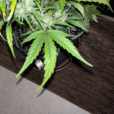 T2-SW growlog photo: D54