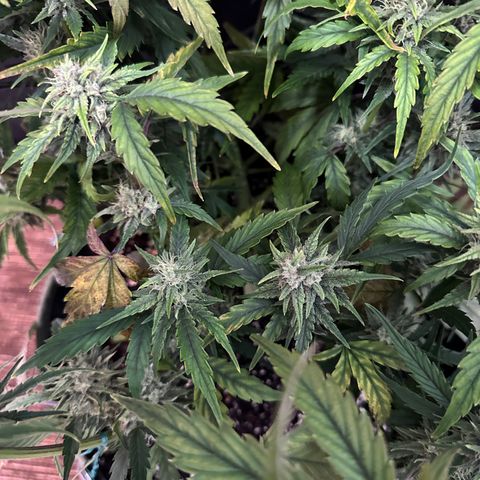 T2-SW growlog photo: D54