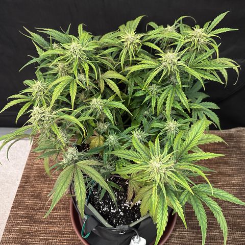 T2-SW growlog photo: D54