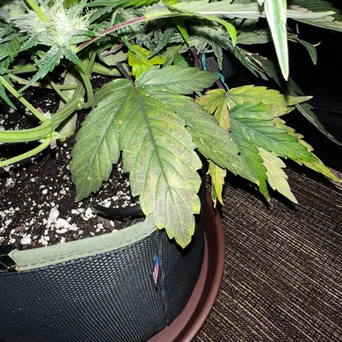 T2-SW growlog photo: D54