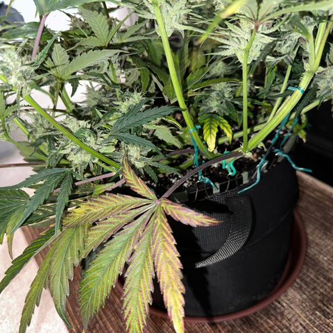 T2-SW growlog photo: D54