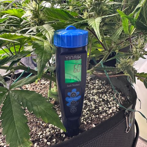 T3-DG growlog timeline photo