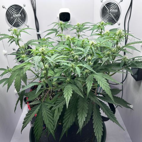 A-GC growlog timeline photo