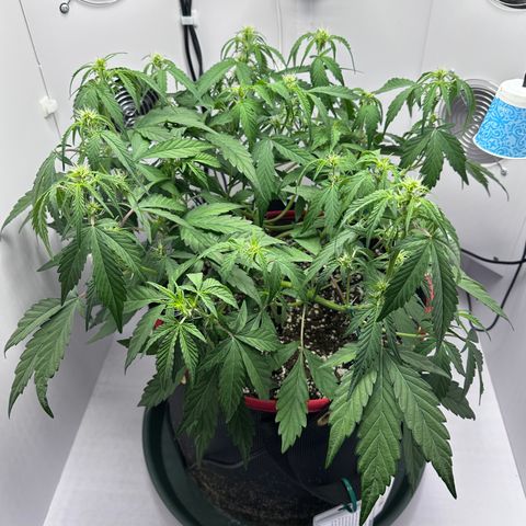 A-GC growlog timeline photo