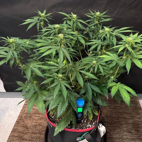 T1-BPP growlog photo: D37