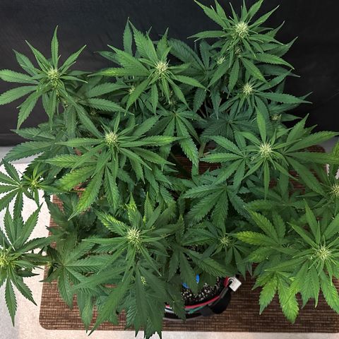 T1-BPP growlog photo: D37