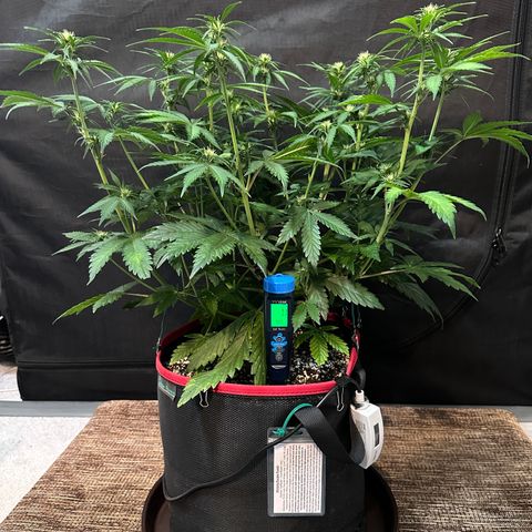 T1-BPP growlog photo: D37
