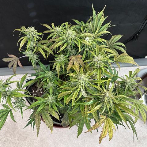 T2-SW growlog photo: D57