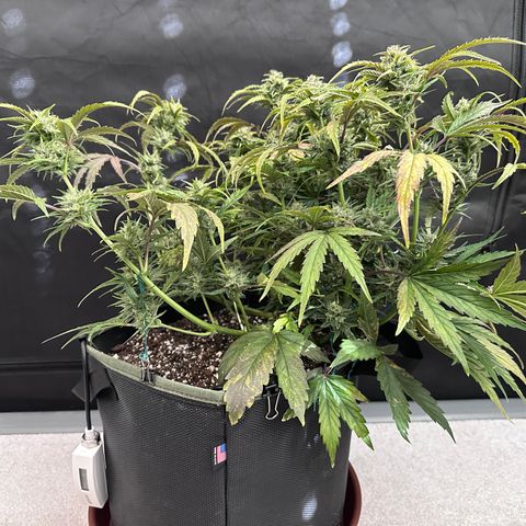 T2-SW growlog photo: D57