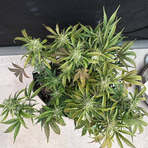 T2-SW growlog photo: D57