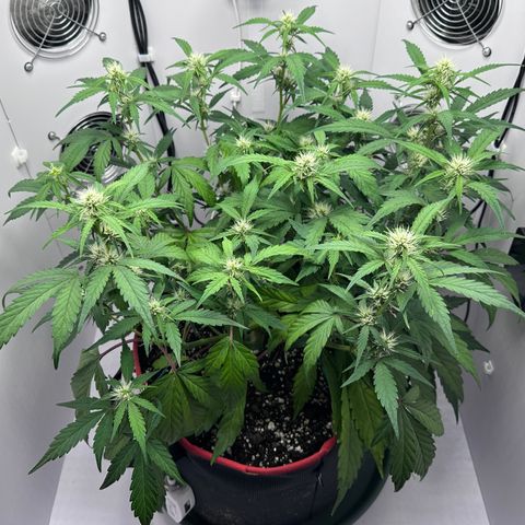 A-GC growlog photo: D43