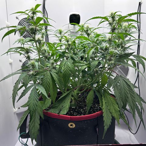 A-GC growlog photo: D43