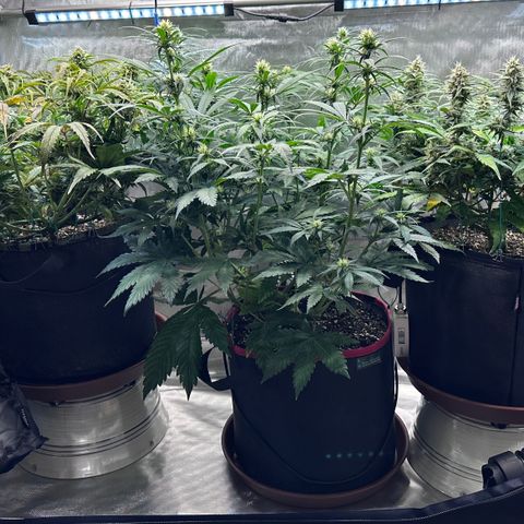 T2-SW growlog timeline photo