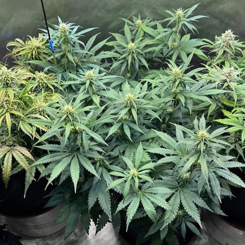 T2-SW growlog timeline photo