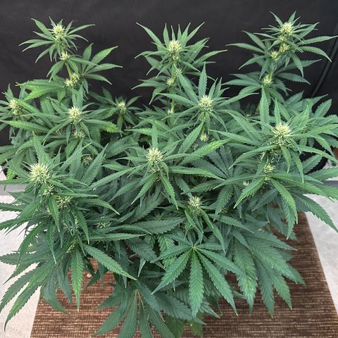 T1-BPP growlog photo: D41