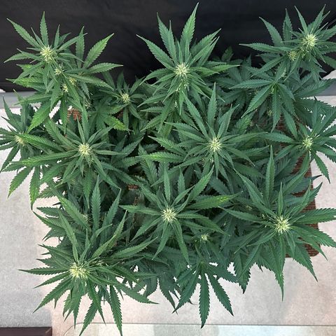 T1-BPP growlog photo: D41