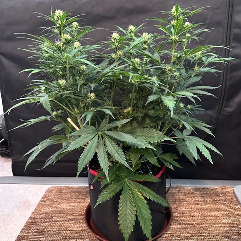 T1-BPP growlog photo: D41