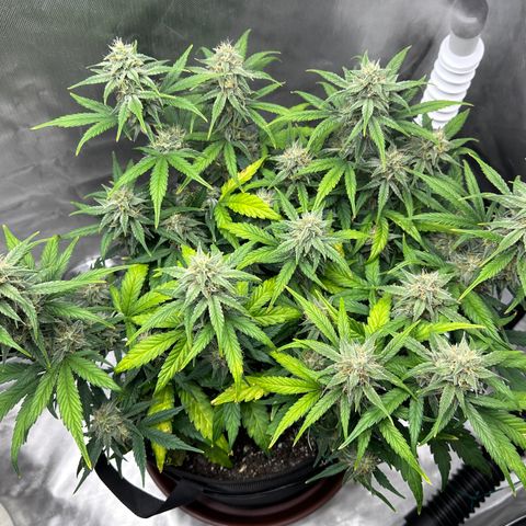 T3-DG growlog photo: D58