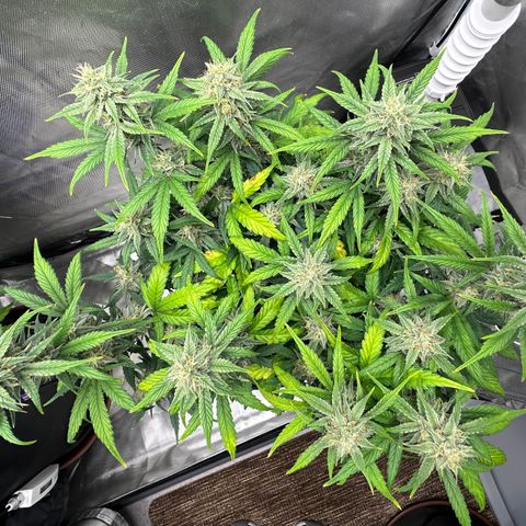 T3-DG growlog photo: D58