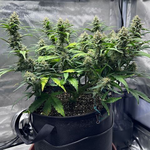 T3-DG growlog photo: D58