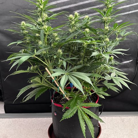 T1-BPP growlog photo: D43
