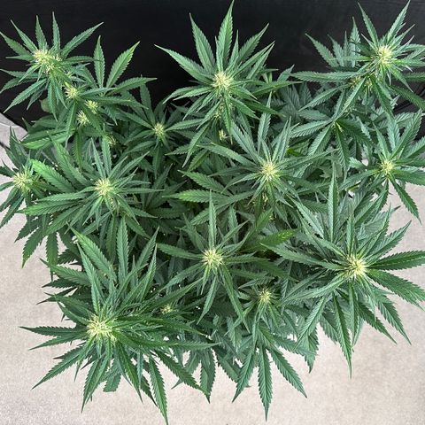 T1-BPP growlog photo: D43