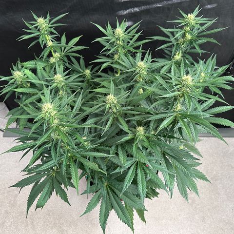 T1-BPP growlog photo: D43
