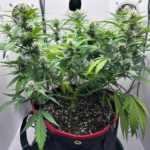 A-GC growlog photo: D50