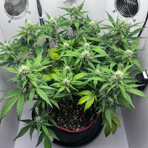 A-GC growlog photo: D50