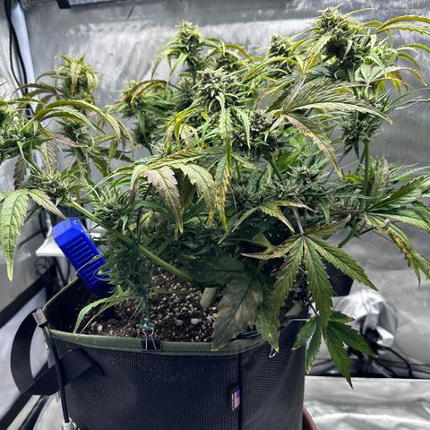 T2-SW growlog photo: D64