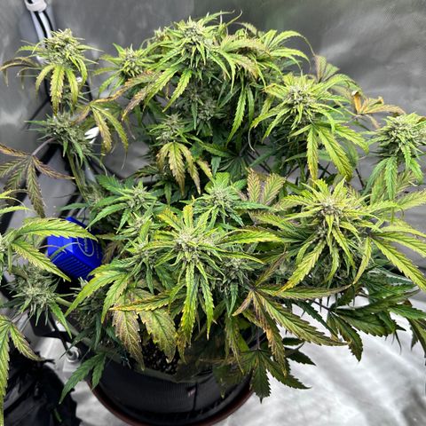 T2-SW growlog photo: D64