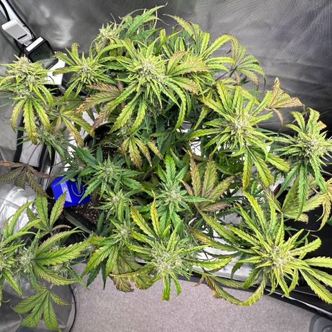 T2-SW growlog photo: D64