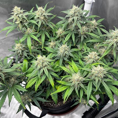 T3-DG growlog photo: D64