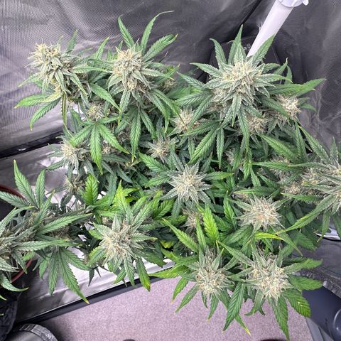 T3-DG growlog photo: D64