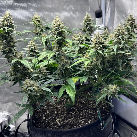 T3-DG growlog photo: D64