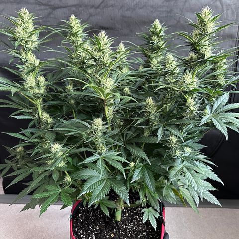 T1-BPP growlog photo: D50