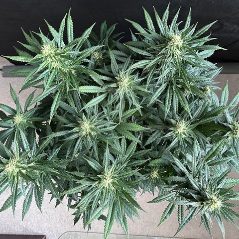 T1-BPP growlog photo: D50