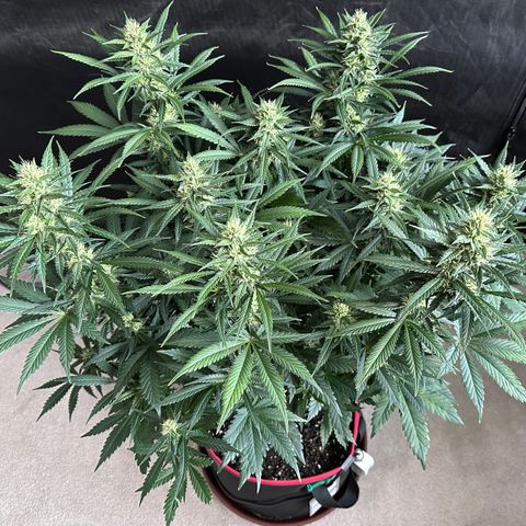 T1-BPP growlog photo: D50